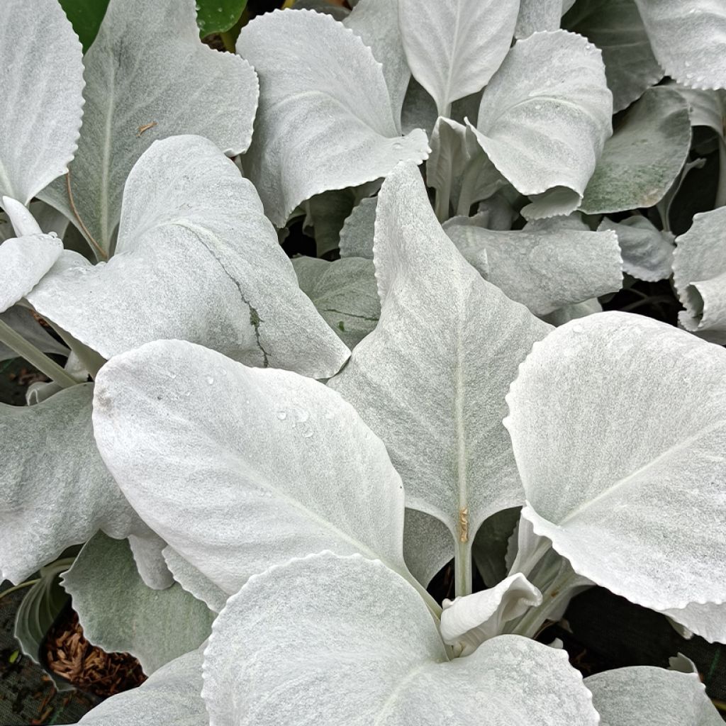 Senecio Angel Wings - Seneçon 