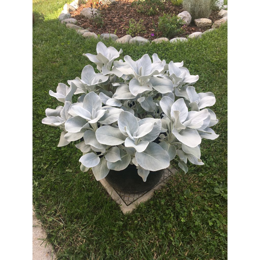 Senecio cineraria var. candicans Angel Wings - Cineraria gris