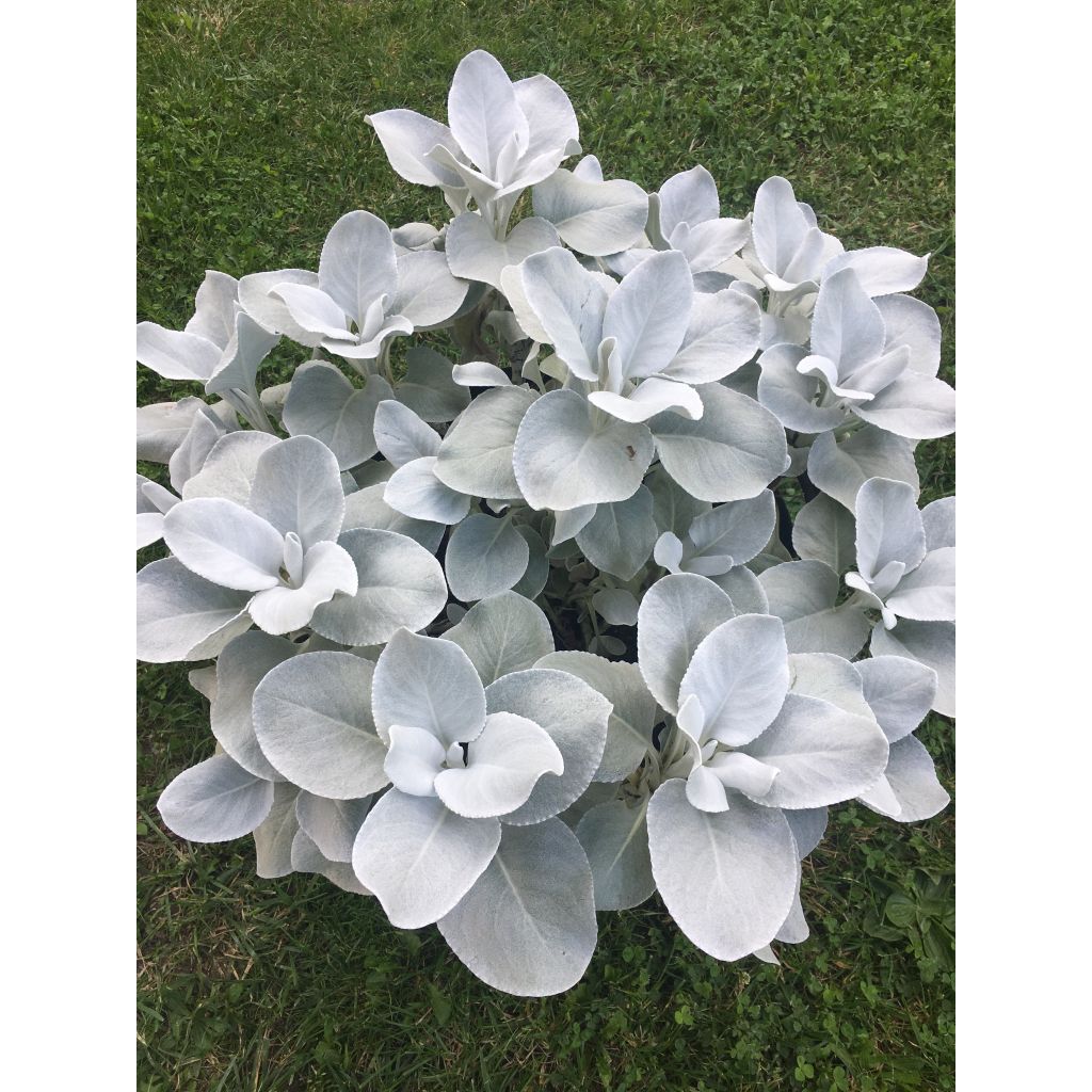 Senecio cineraria var. candicans Angel Wings - Cineraria gris