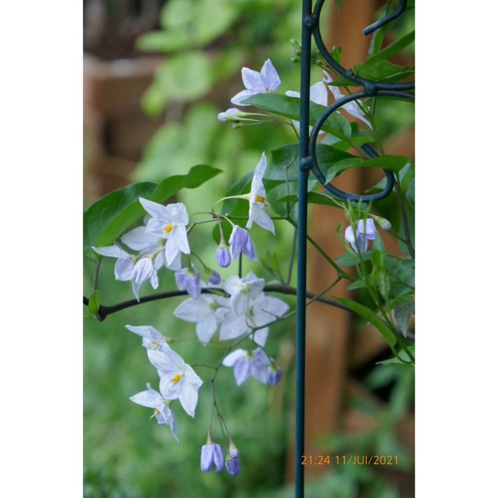 Solanum jasminoides Blue - Falso Jazmín