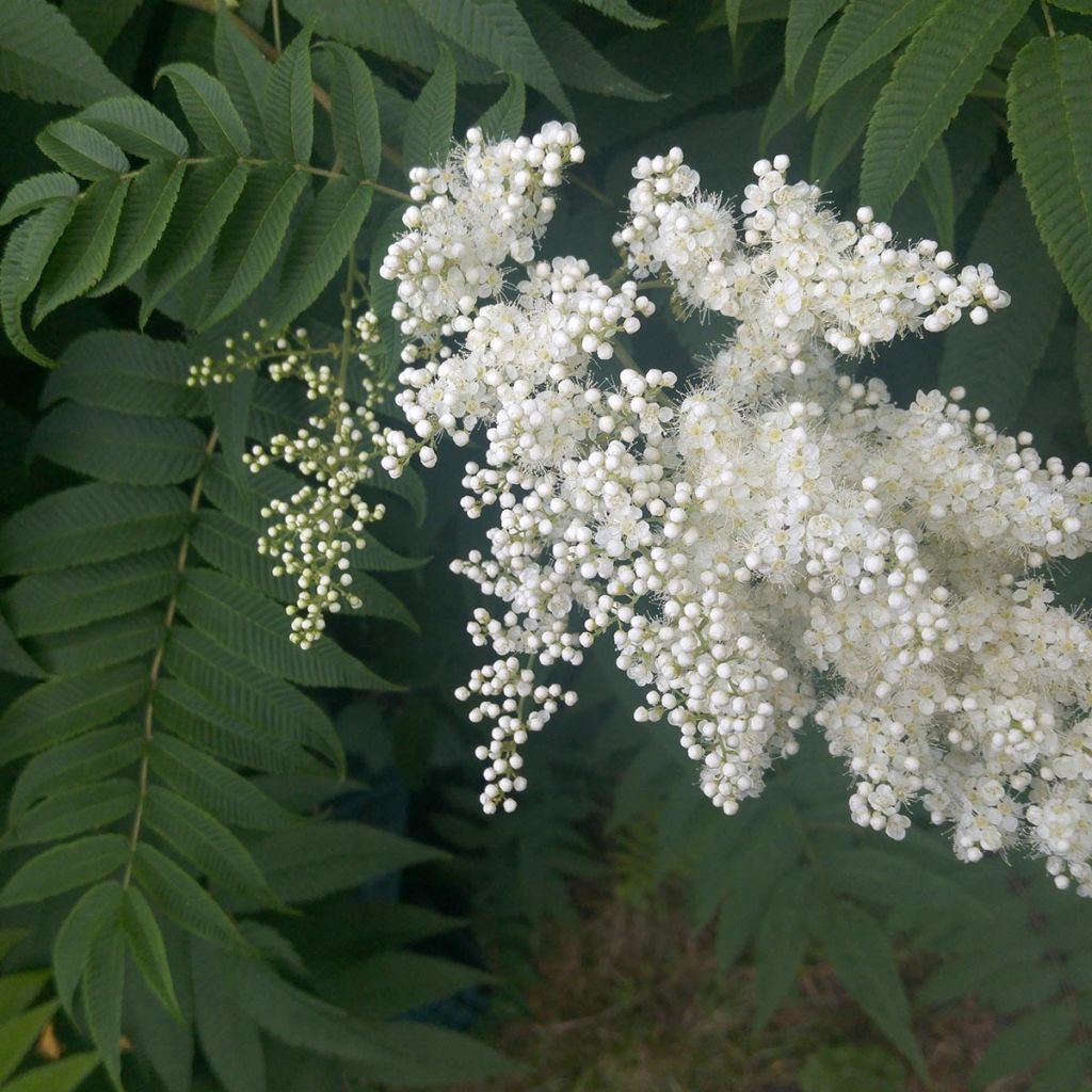 Sorbaria sorbifolia - Falsa Spiraea