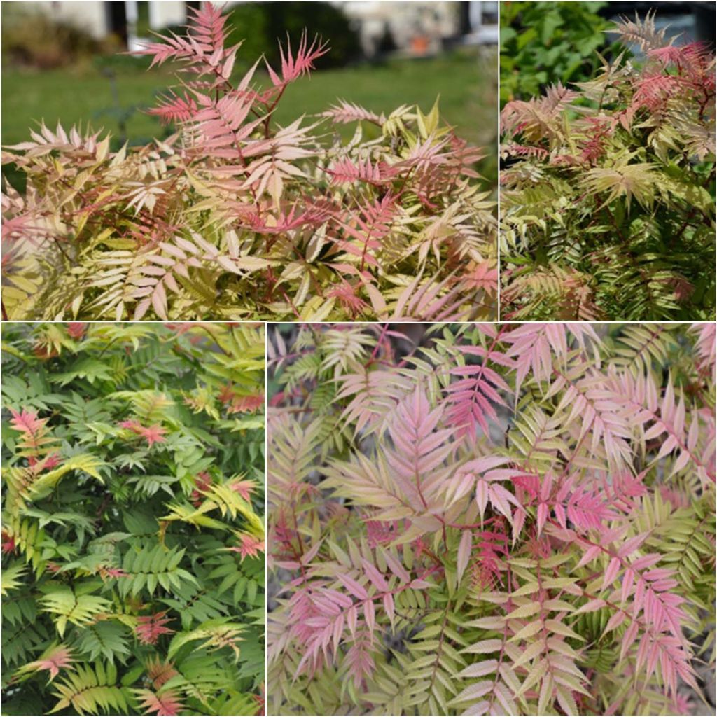 Sorbaria sorbifolia Pink Hopi - Falsa Spiraea