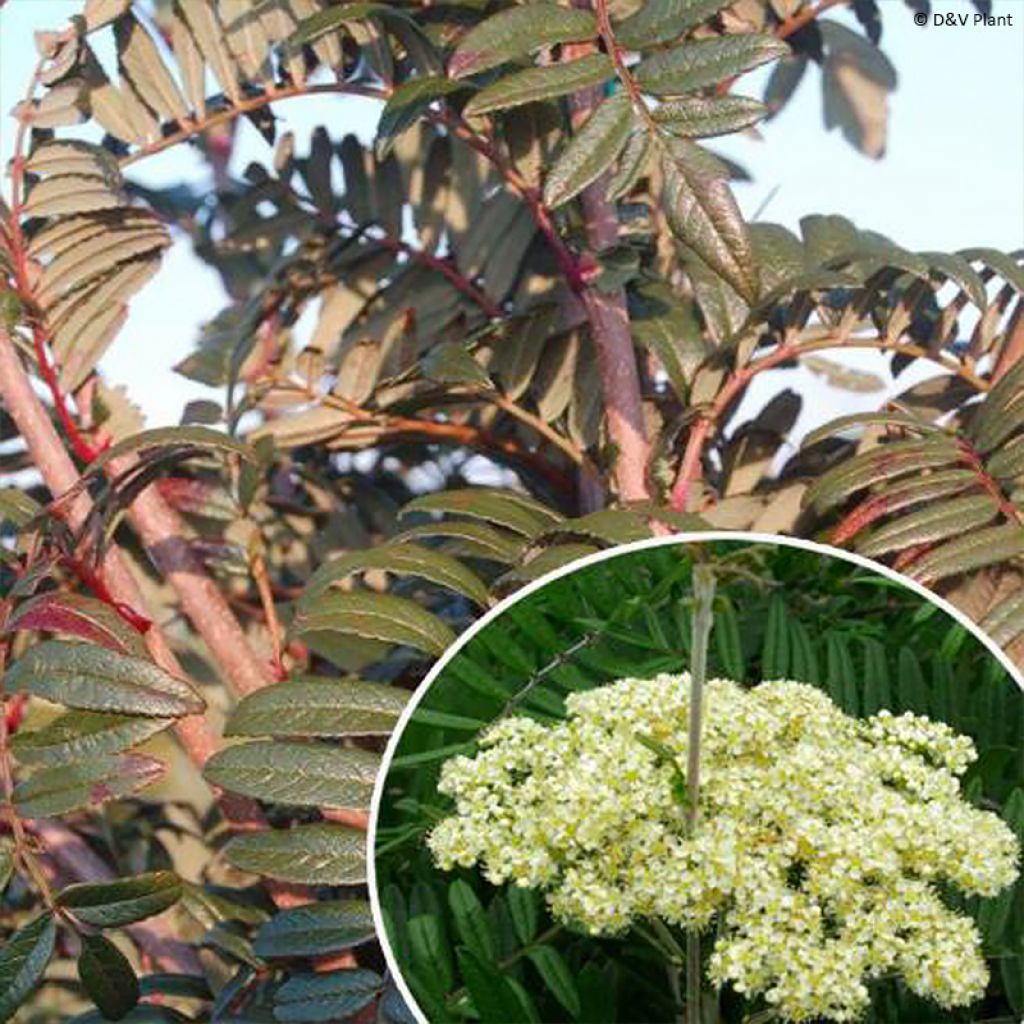 Sorbus scalaris - Serbal