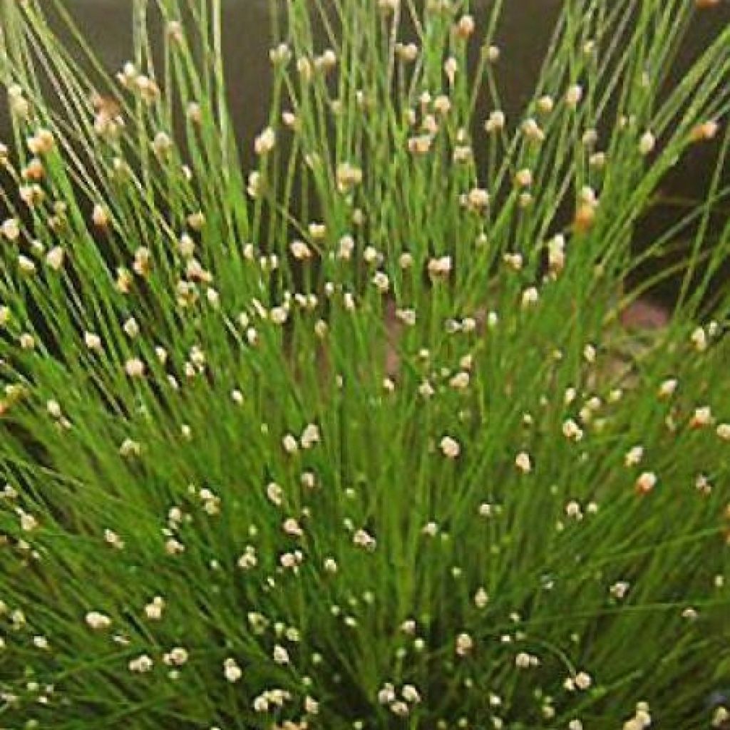 Scirpus cernuus Fiber Optic Grass