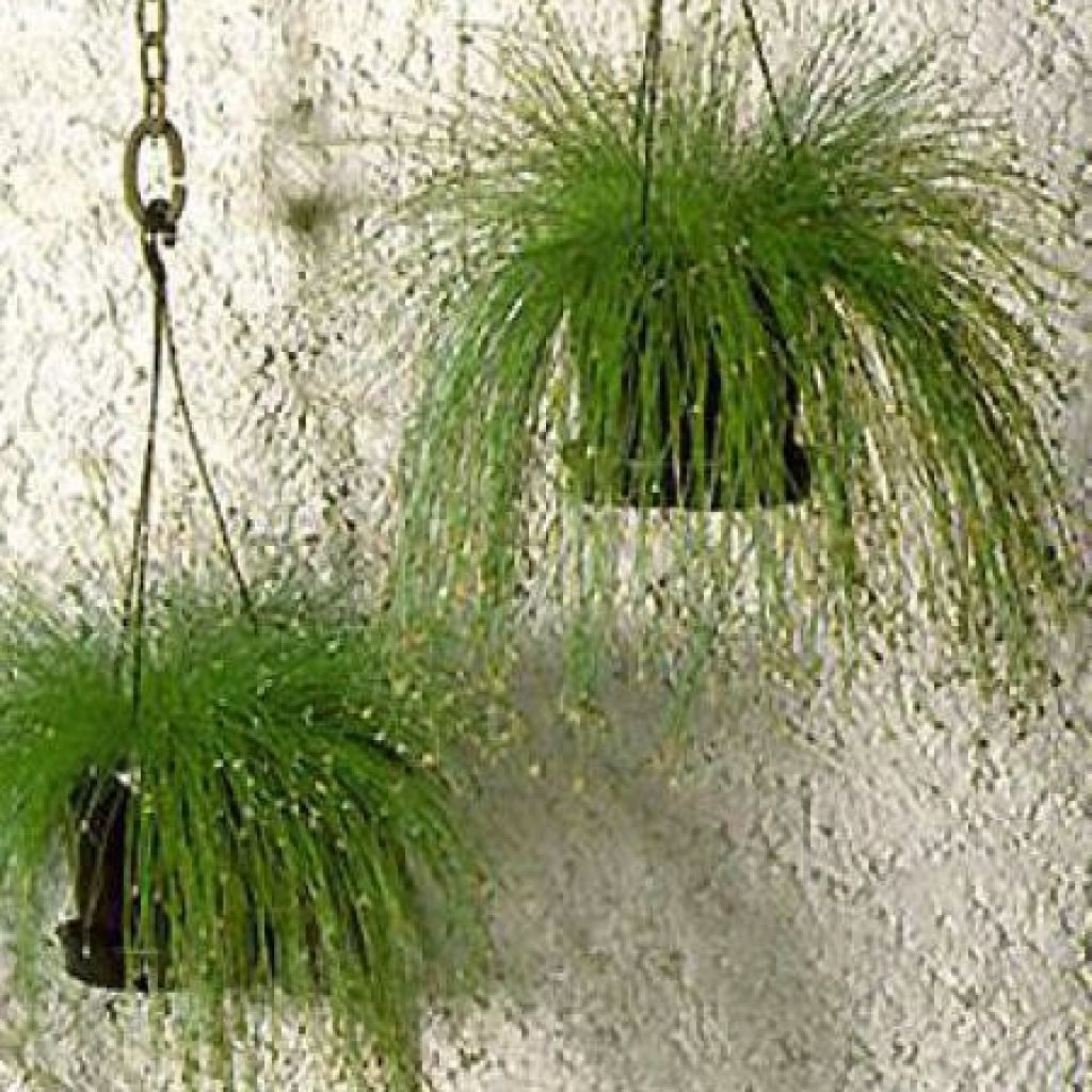 Scirpus cernuus Fiber Optic Grass