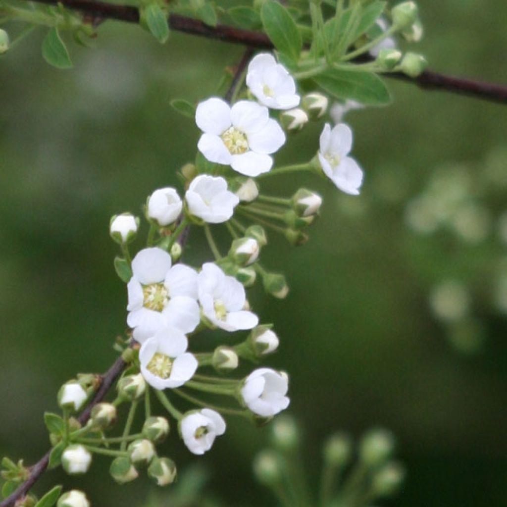 Espirea cinerea Graciosa