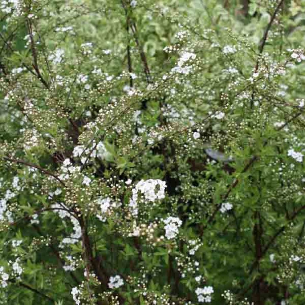 Espirea cinerea Graciosa