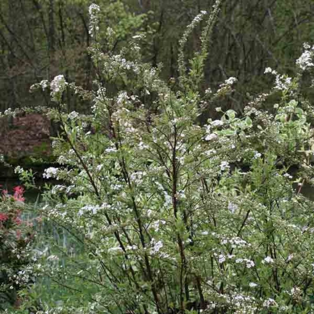 Espirea cinerea Graciosa