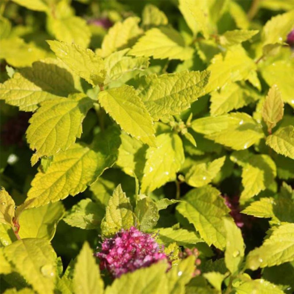 Espirea japonica Double Play Gold - Espirea del Japón