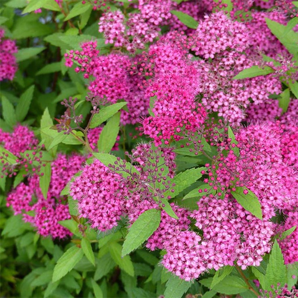 Espirea japonica Anthony Waterer - Espirea del Japón