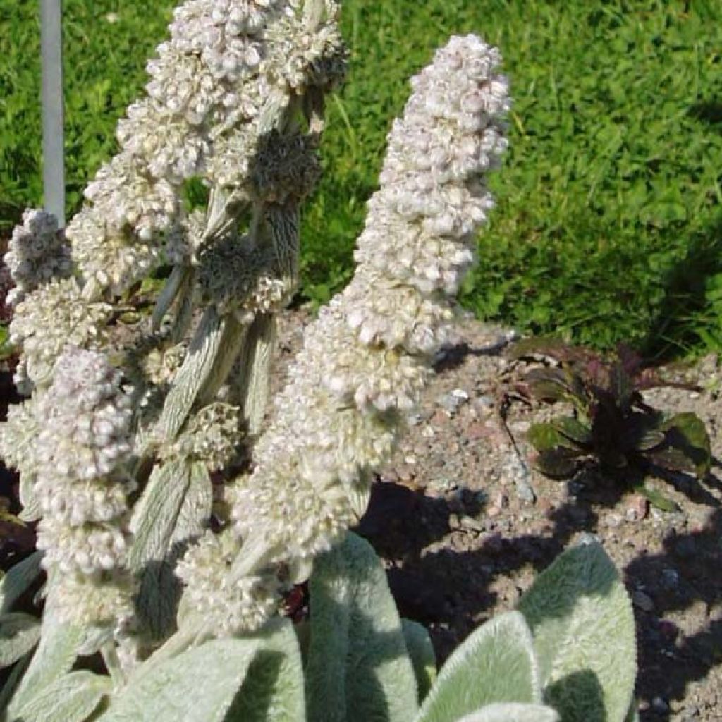 Stachys byzantina Big Ears - Oreja de liebre