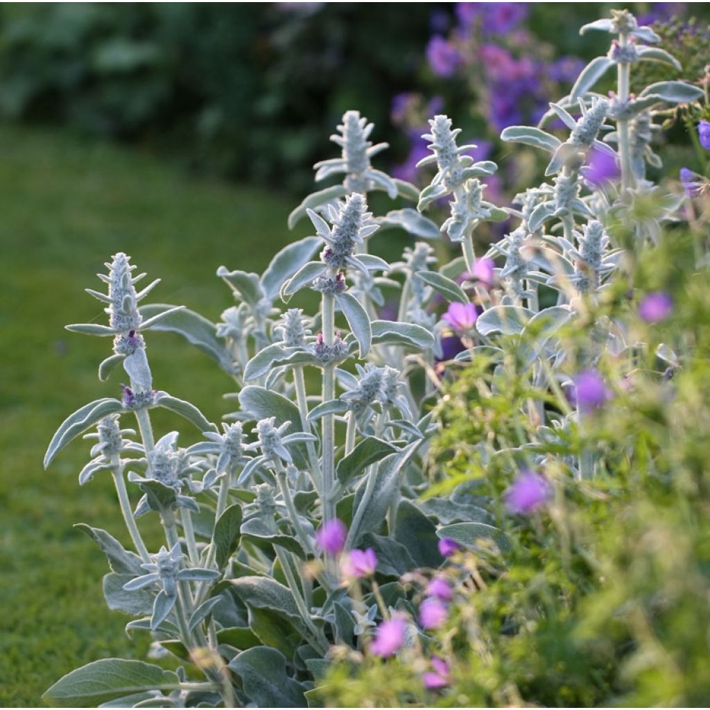 Stachys byzantina - Oreja de liebre