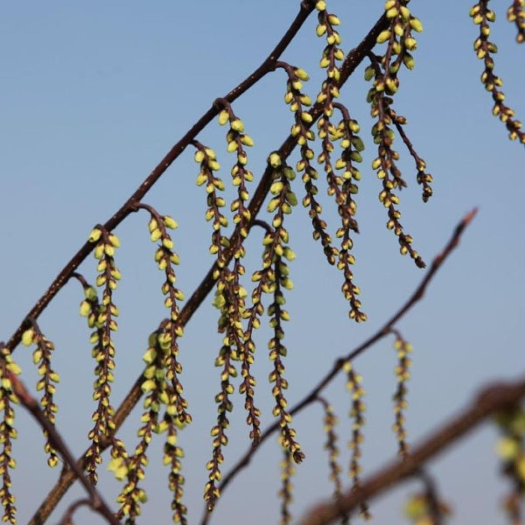 Stachyurus chinensis Celina