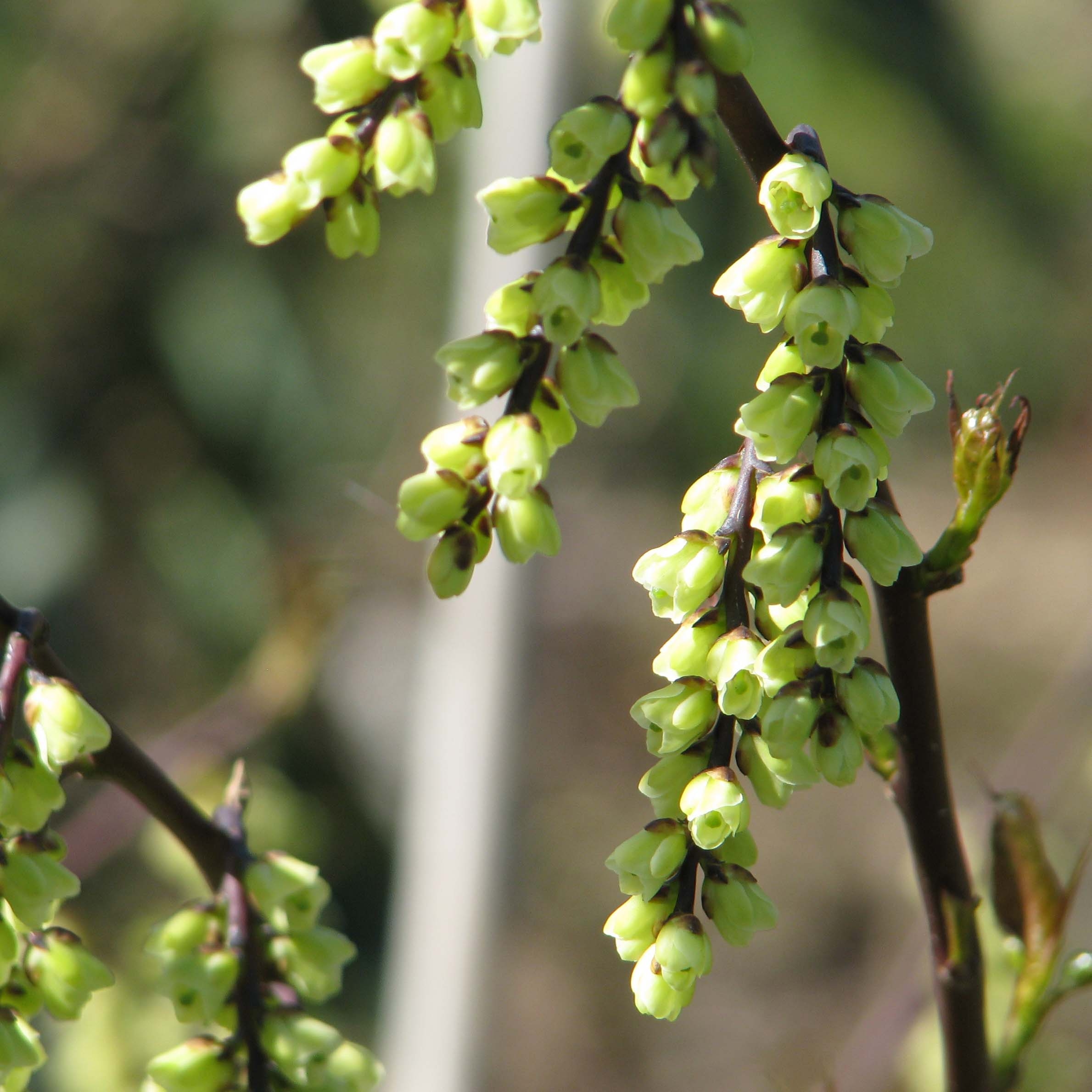 Stachyurus chinensis Celina