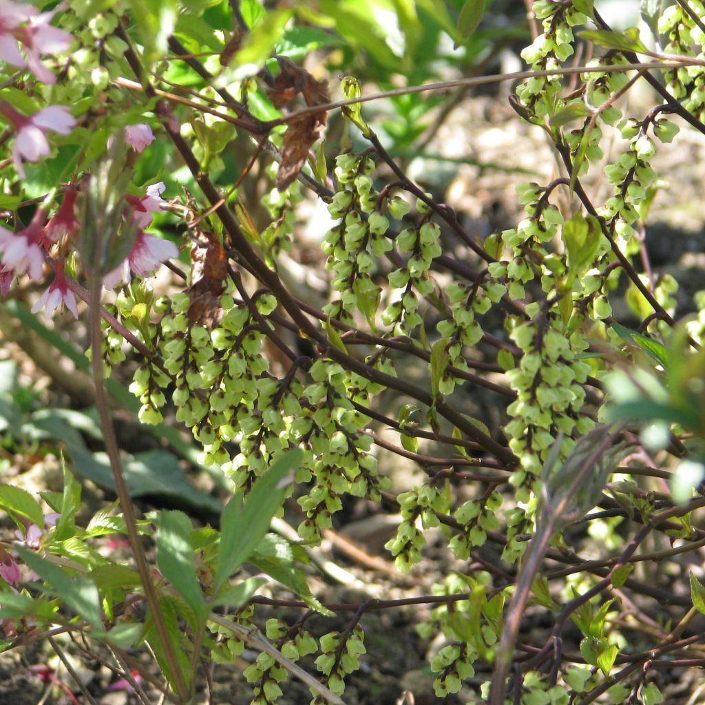 Stachyurus chinensis Celina