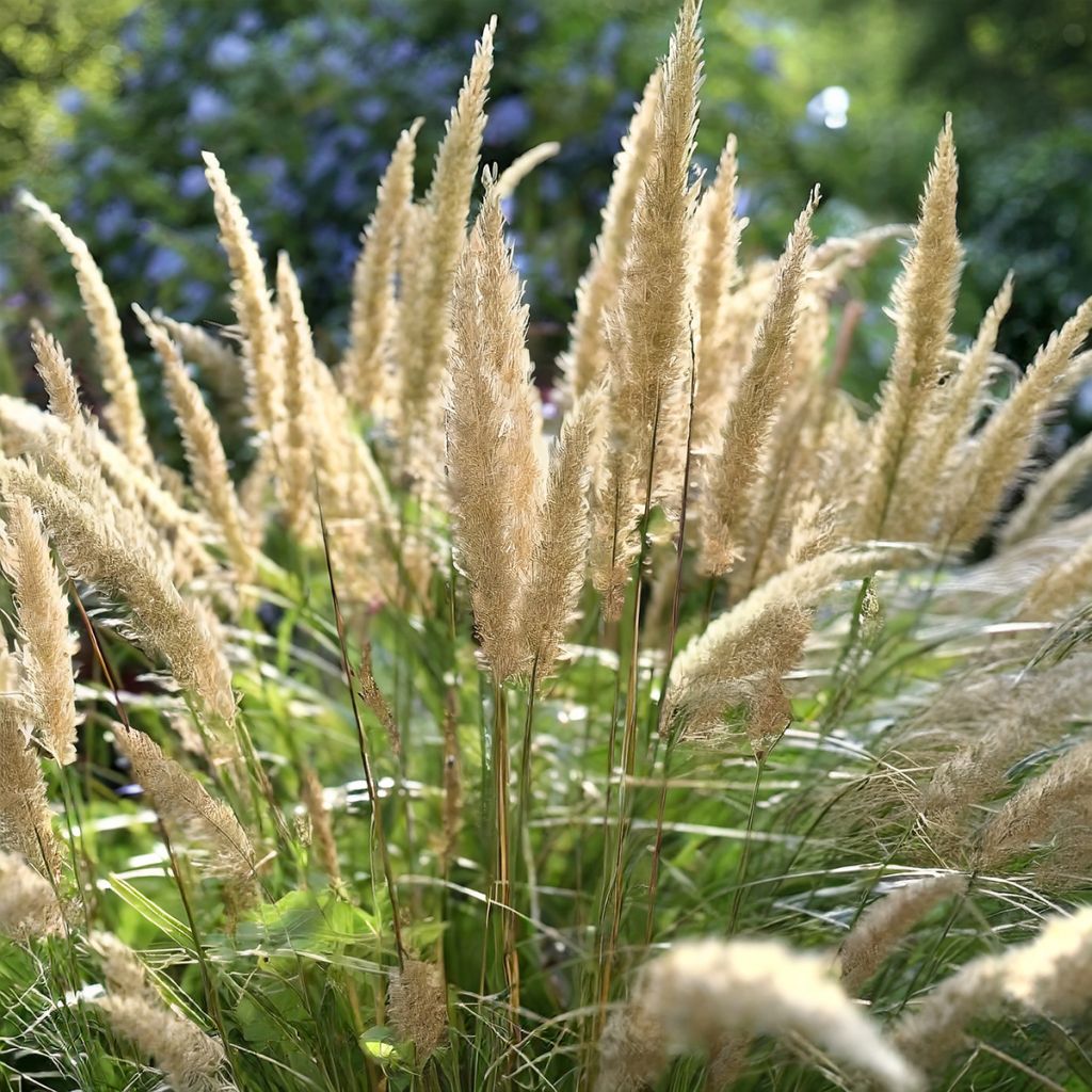 Stipa calamagrostis Allgäu