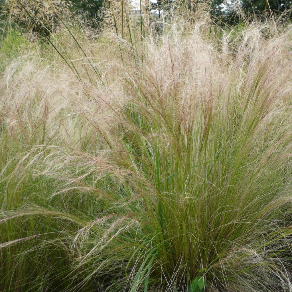 Stipa tenuifolia - Estipa