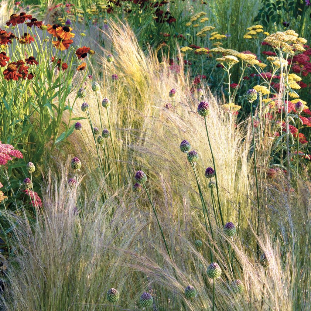 Stipa tenuifolia - Estipa