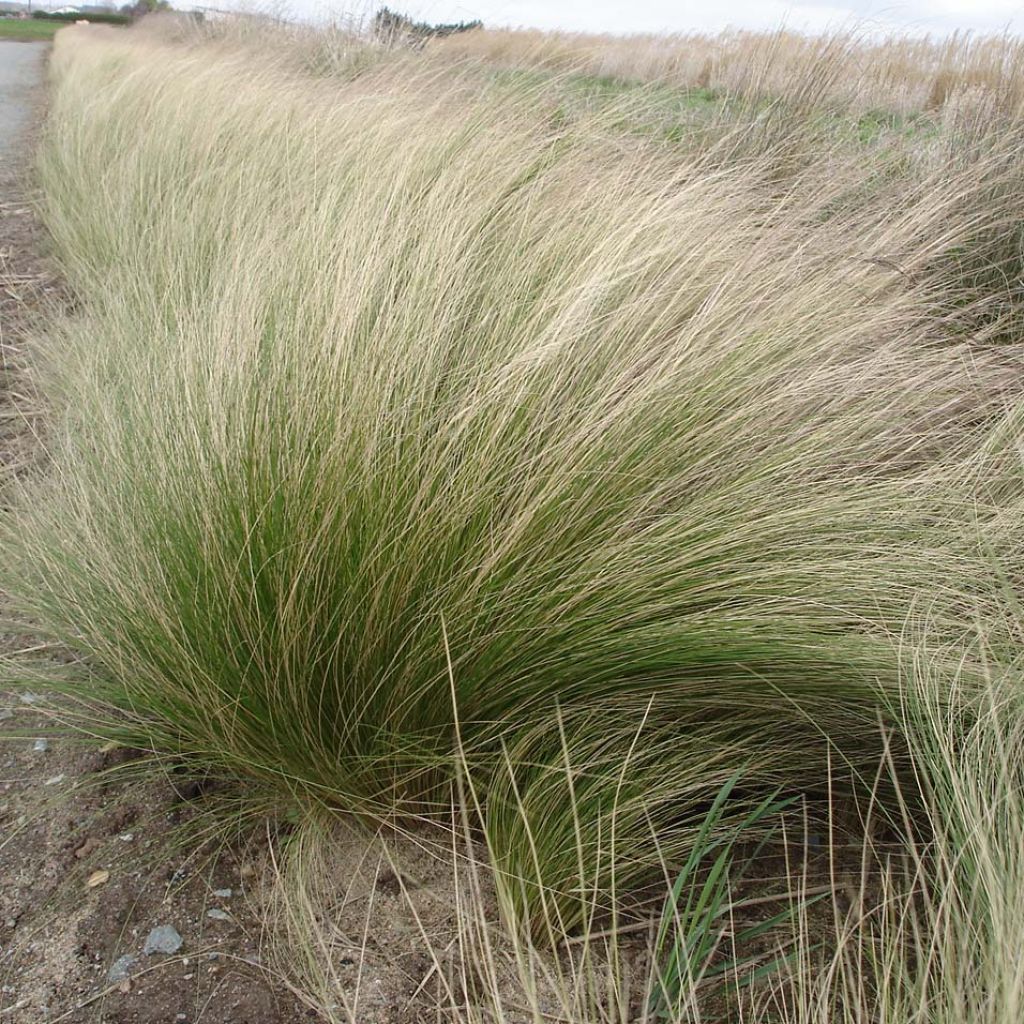 Stipa tenuifolia - Estipa