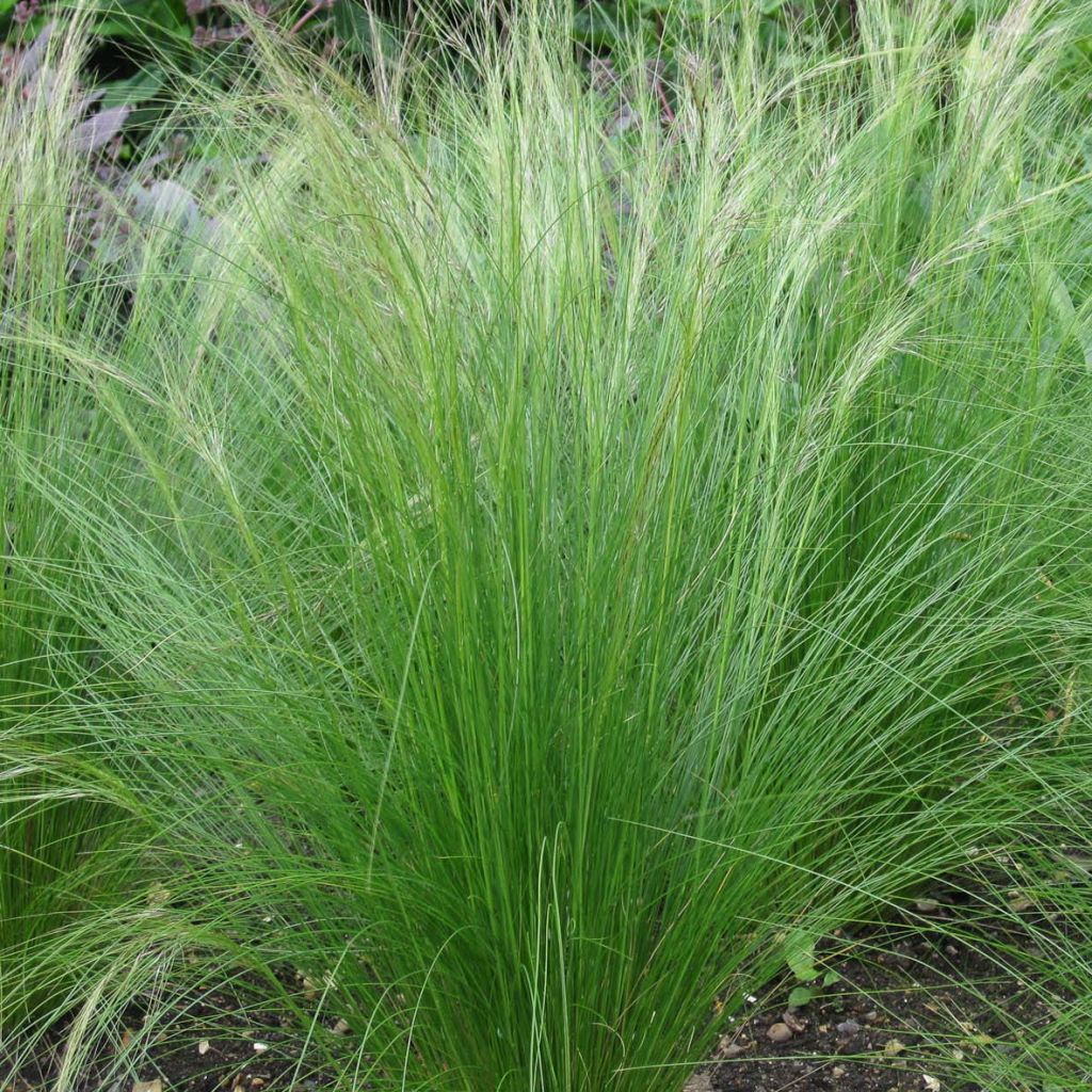 Stipa tenuifolia - Estipa