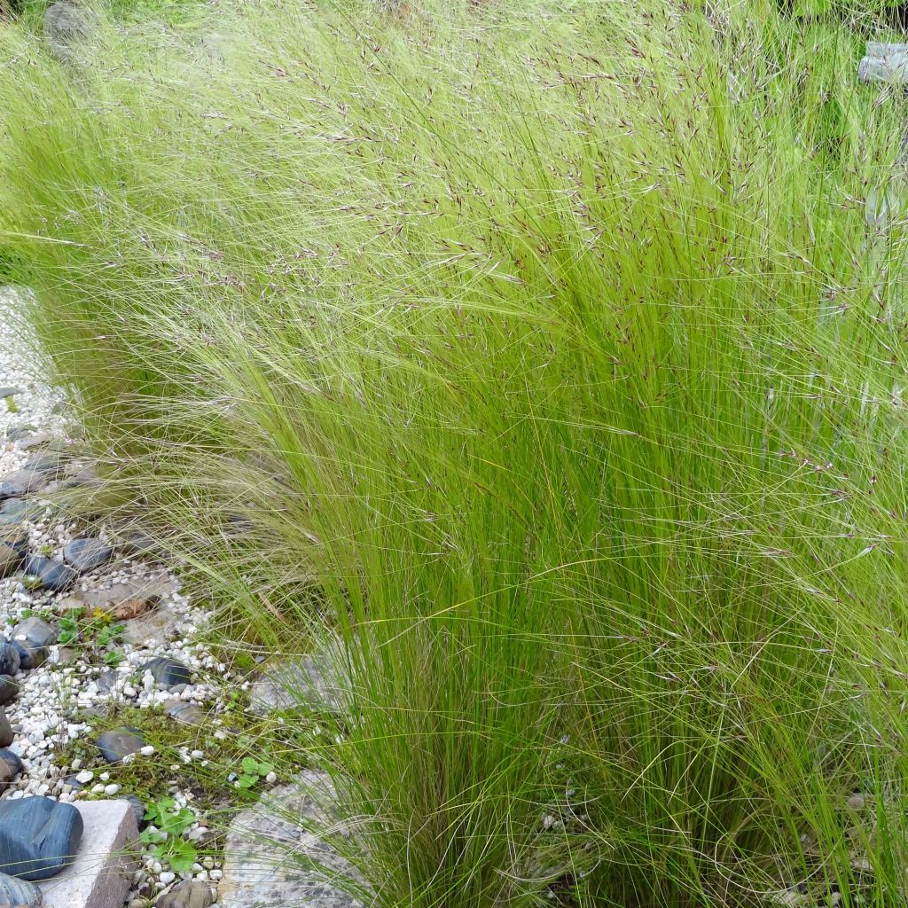 Stipa tenuifolia - Estipa