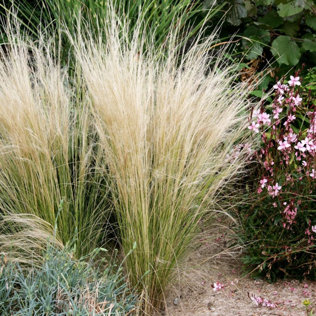 Stipa tenuifolia - Estipa