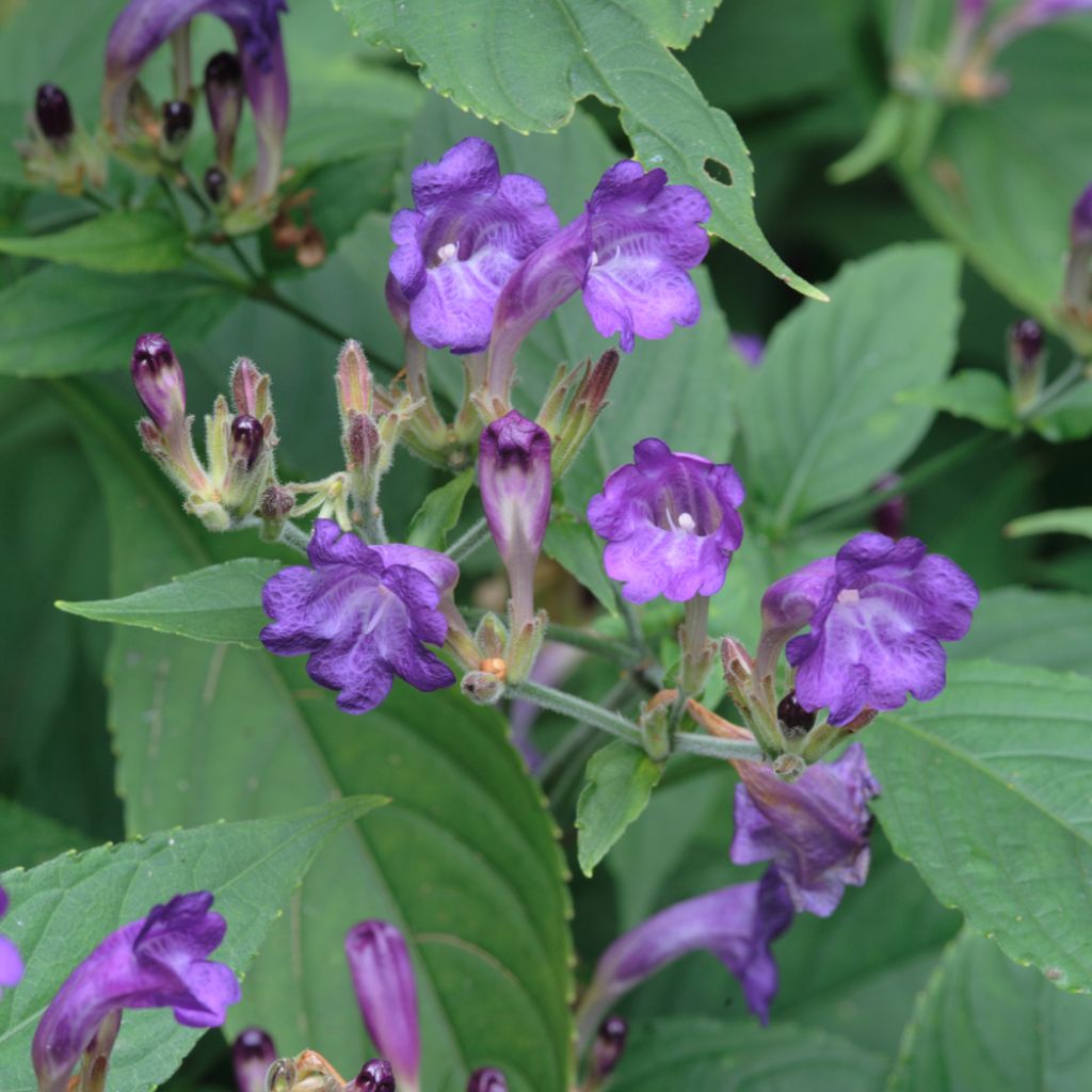 Strobilanthes penstemonoides