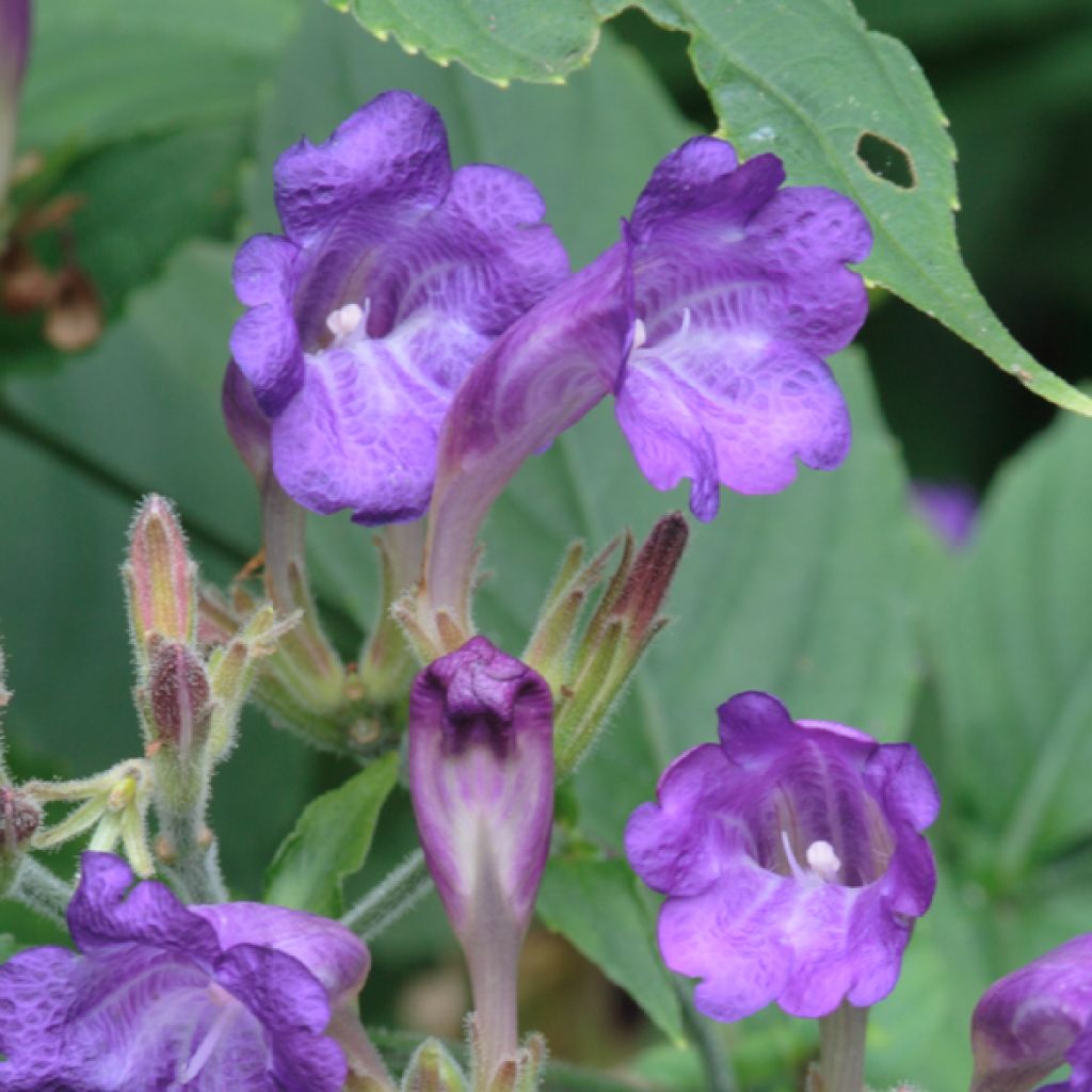 Strobilanthes penstemonoides