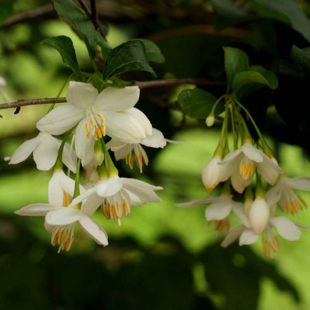 Styrax japonica