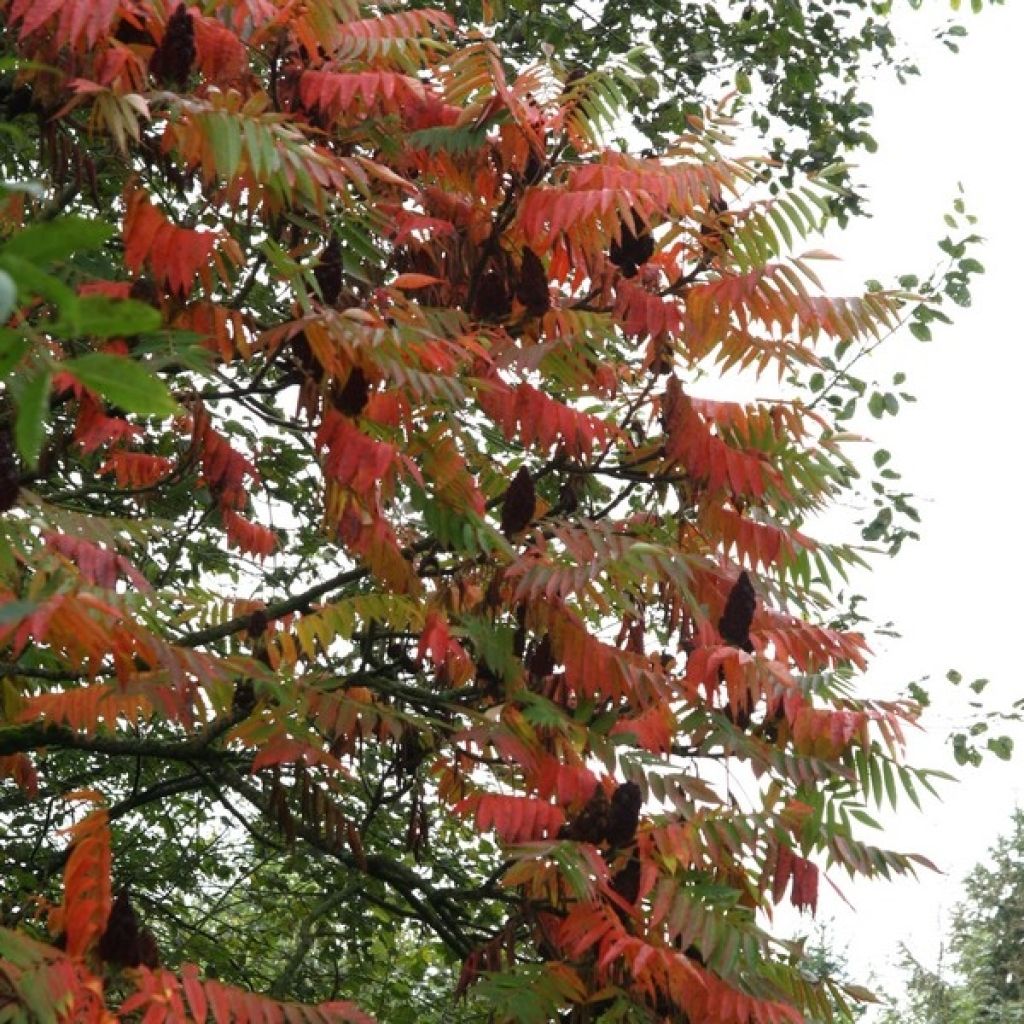 Rhus typhina - Zumaque de Virginia