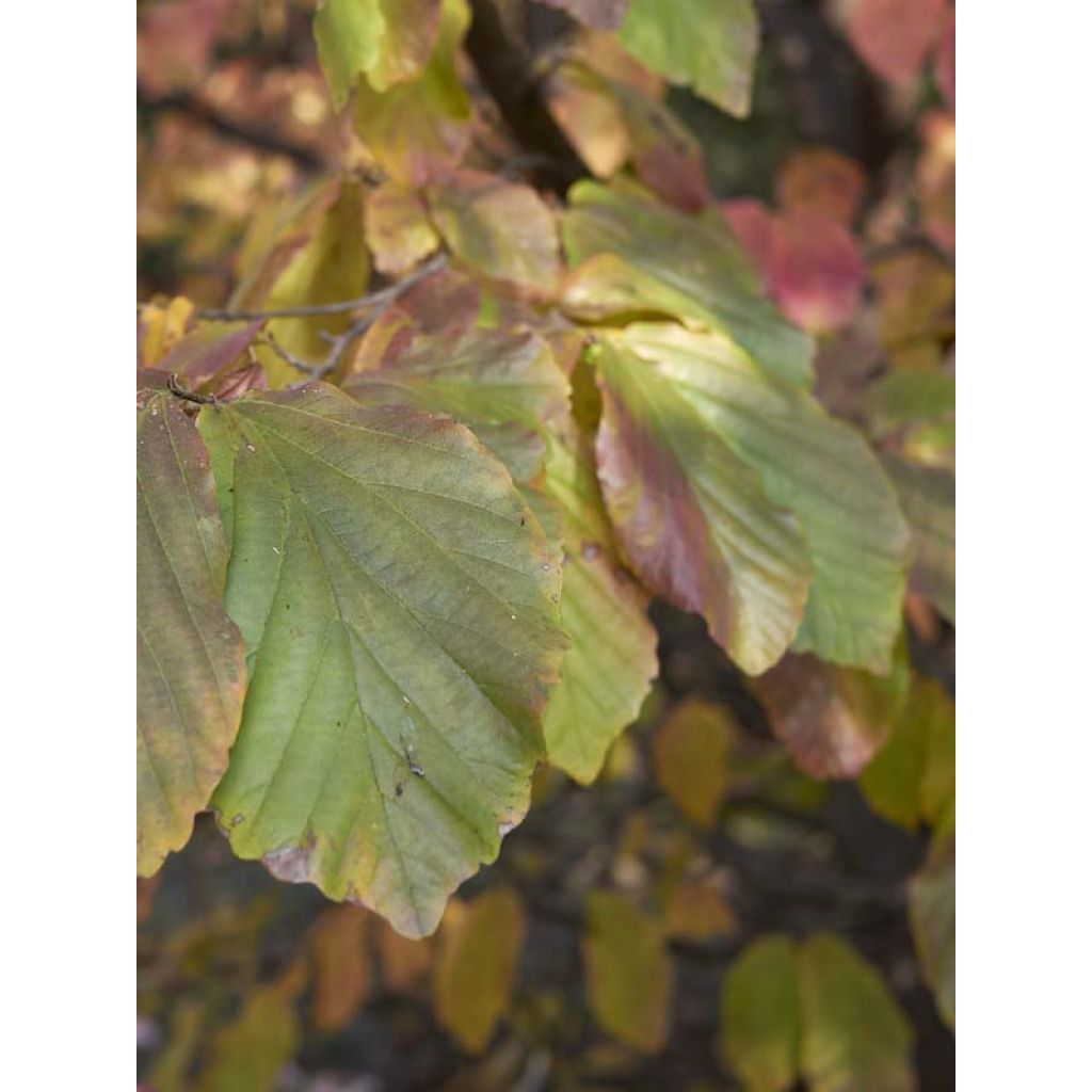 Sycoparrotia semidecidua Purple Haze