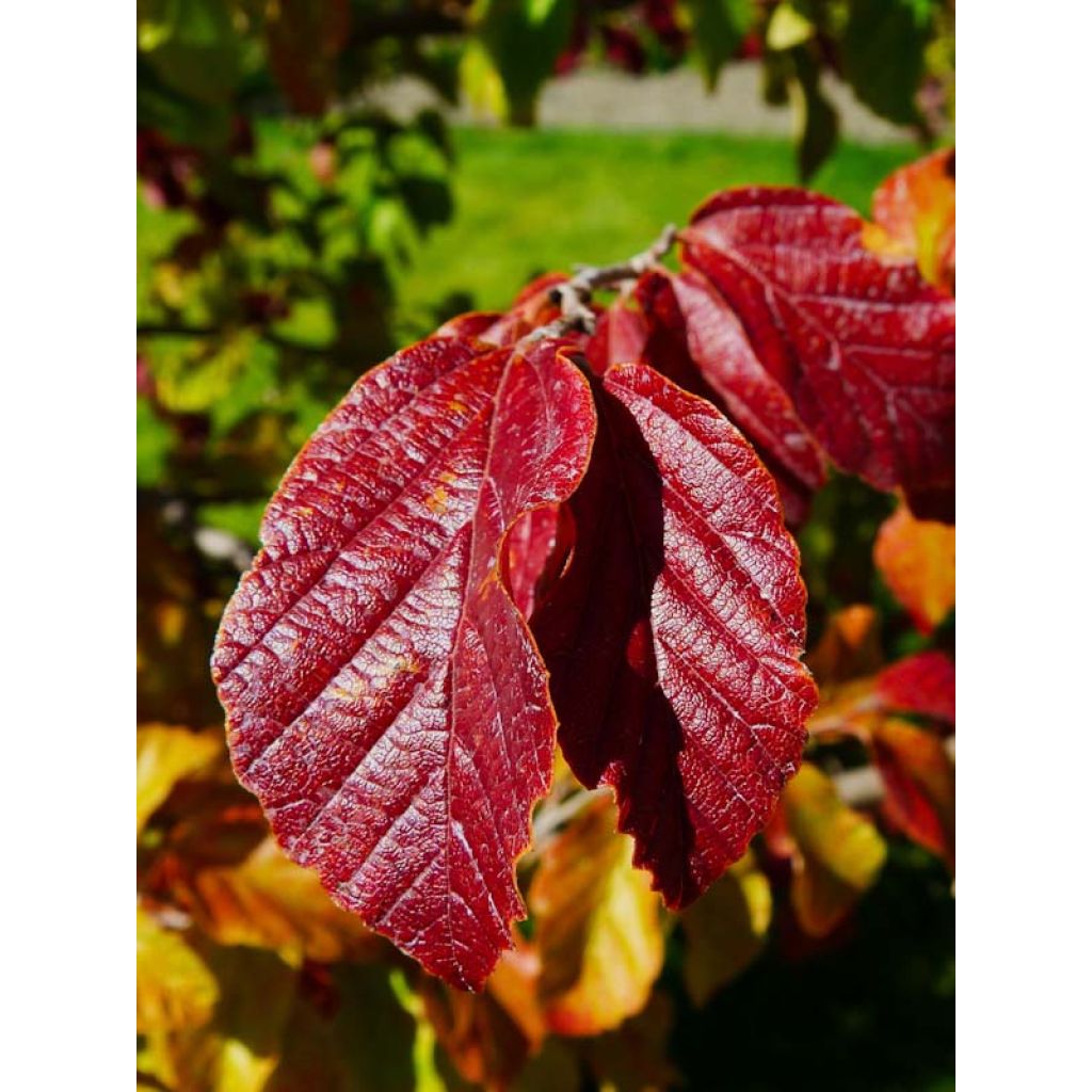 Sycoparrotia semidecidua Purple Haze