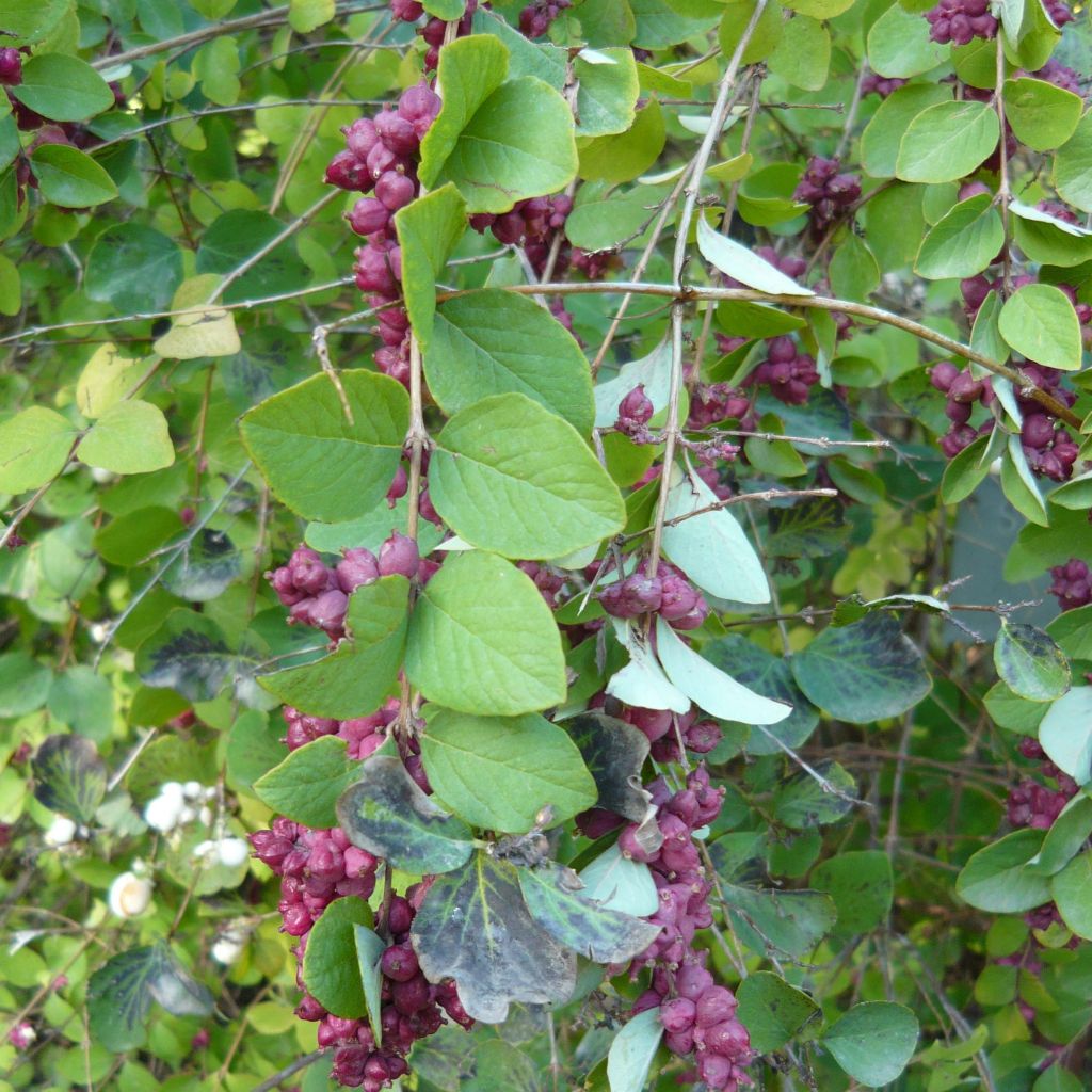 Symphoricarpos orbiculatus - Baya de coral