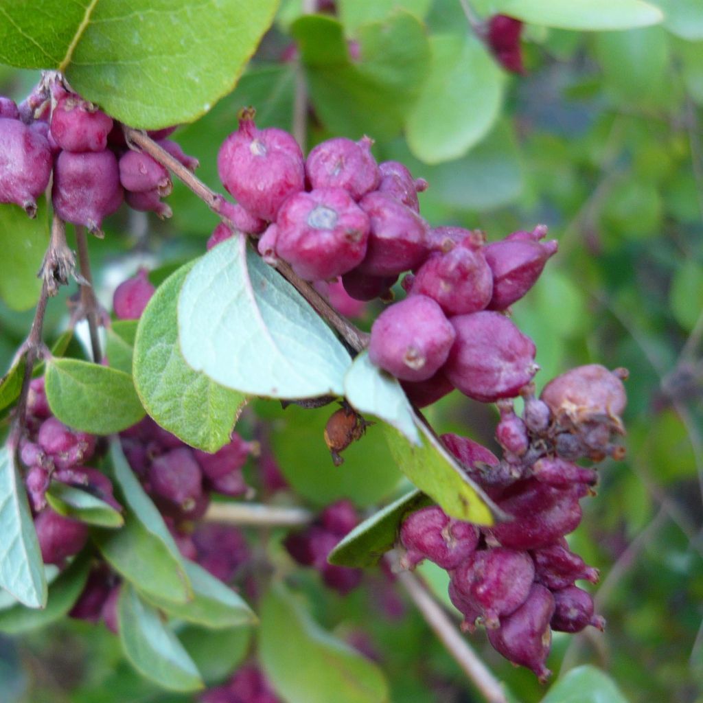 Symphoricarpos orbiculatus - Baya de coral