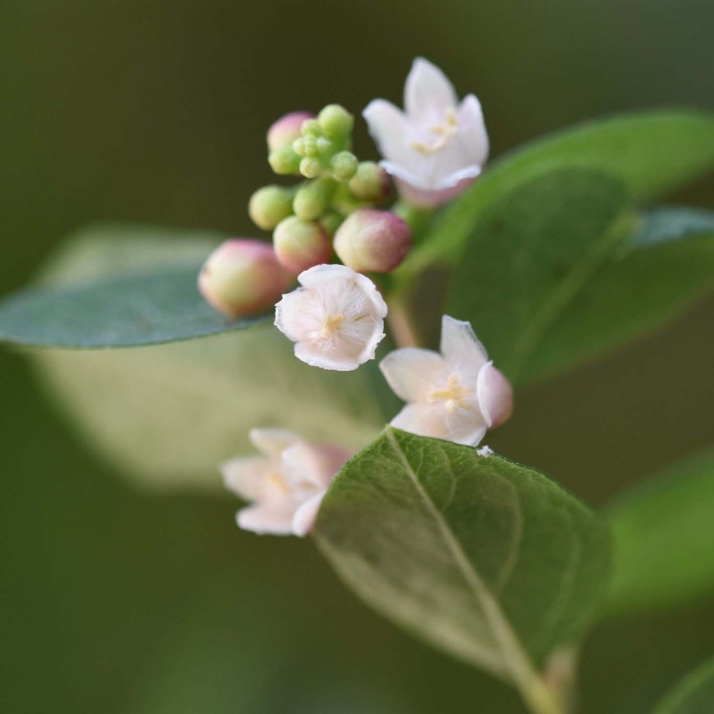 Symphoricarpos Magical Sweet - Baya de coral