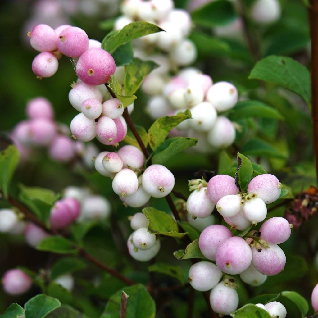 Symphoricarpos Magical Sweet - Baya de coral