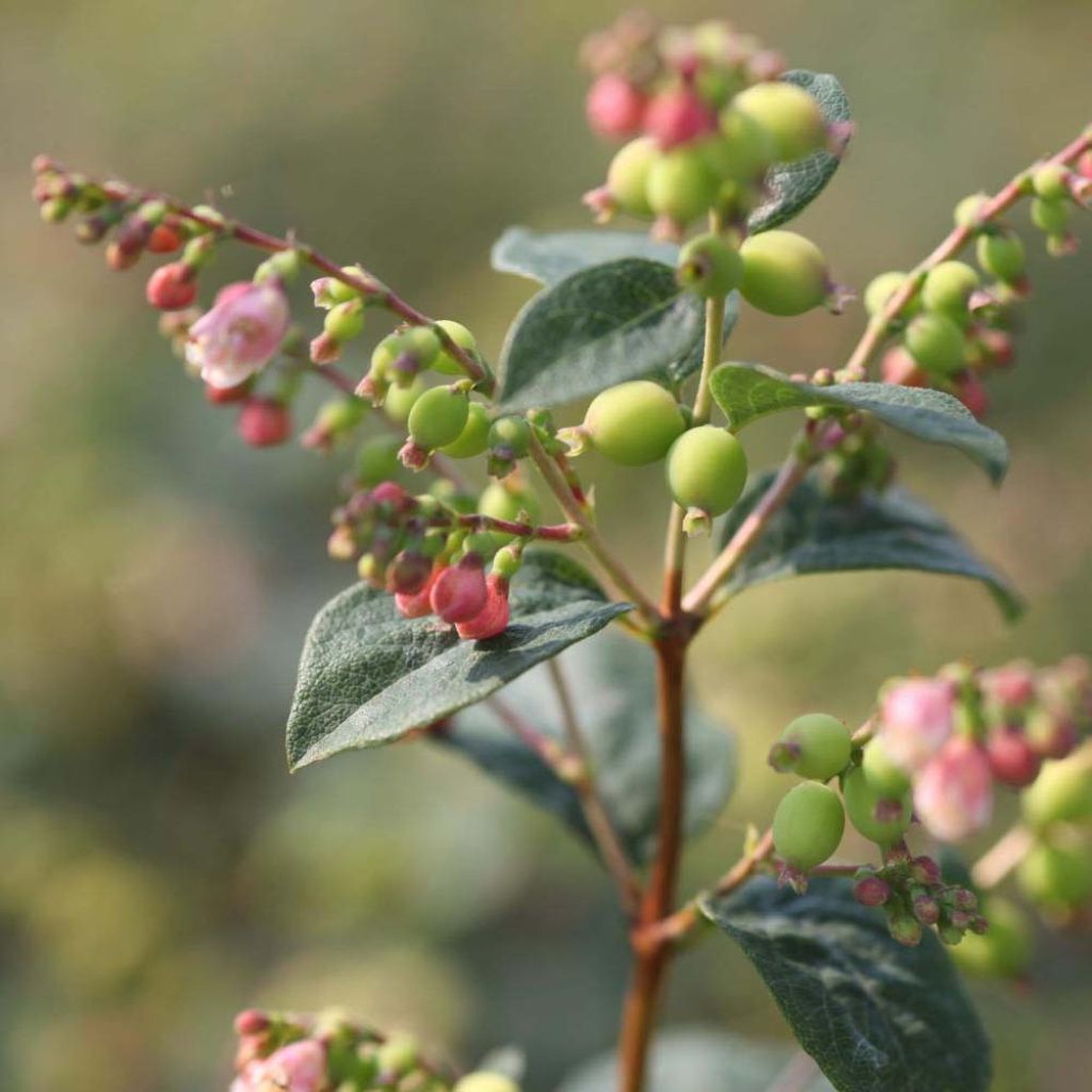 Symphoricarpos Magical Galaxy - Baya de coral