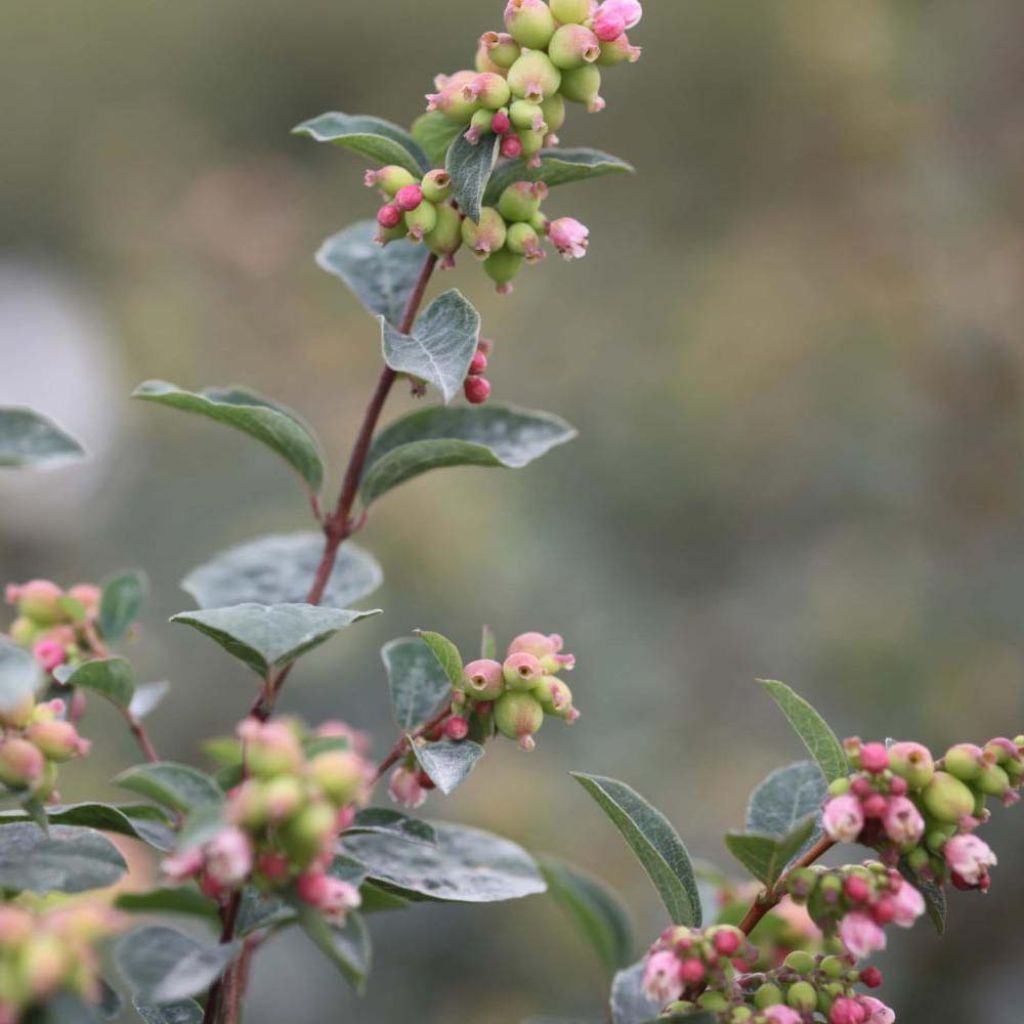 Symphoricarpos Magical Galaxy - Baya de coral