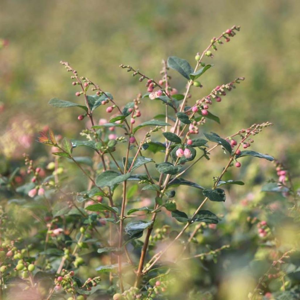 Symphoricarpos Magical Galaxy - Baya de coral