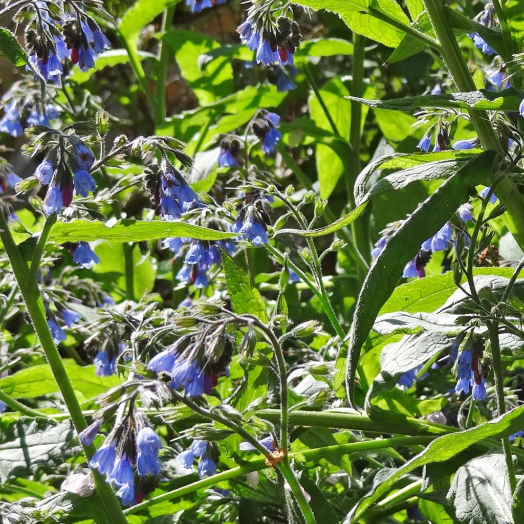 Symphytum azureum - Consuelda Azul