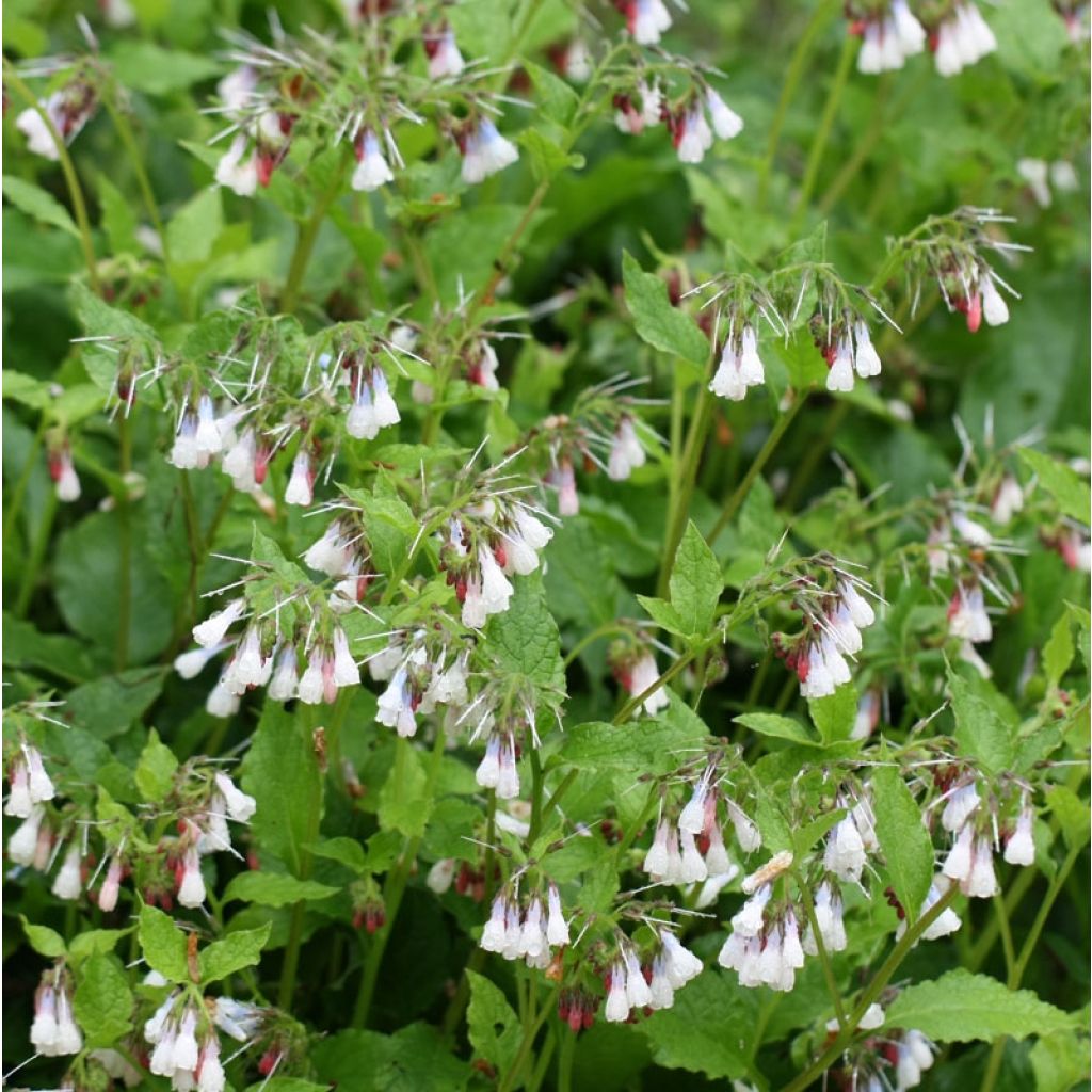 Symphytum grandiflorum Hidcote Pink - Consuelda