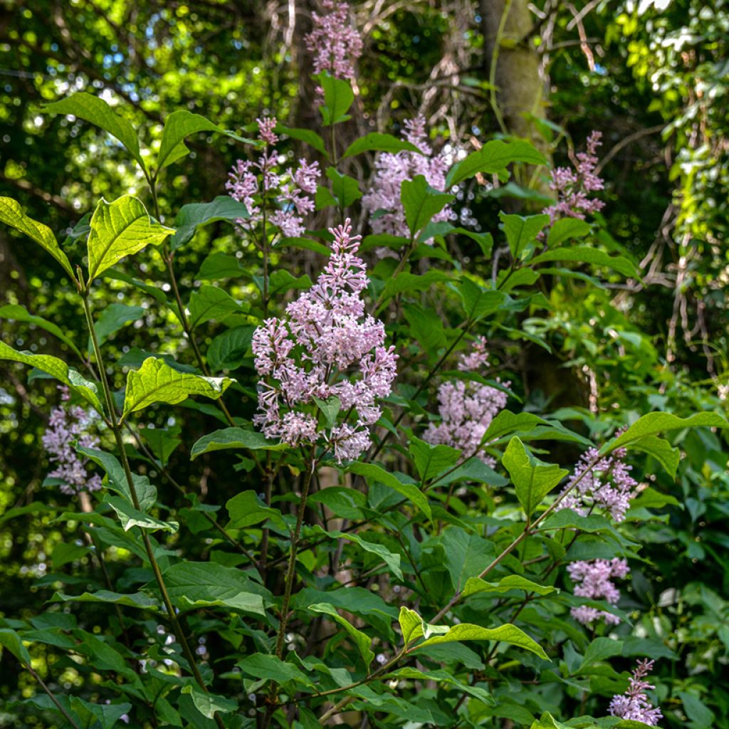 Syringa josikae - Lila