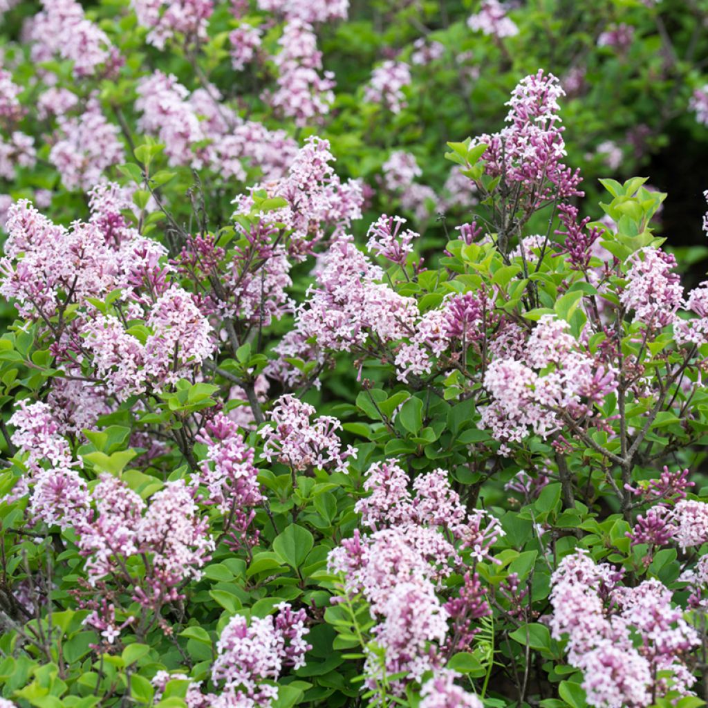 Syringa josikae - Lila