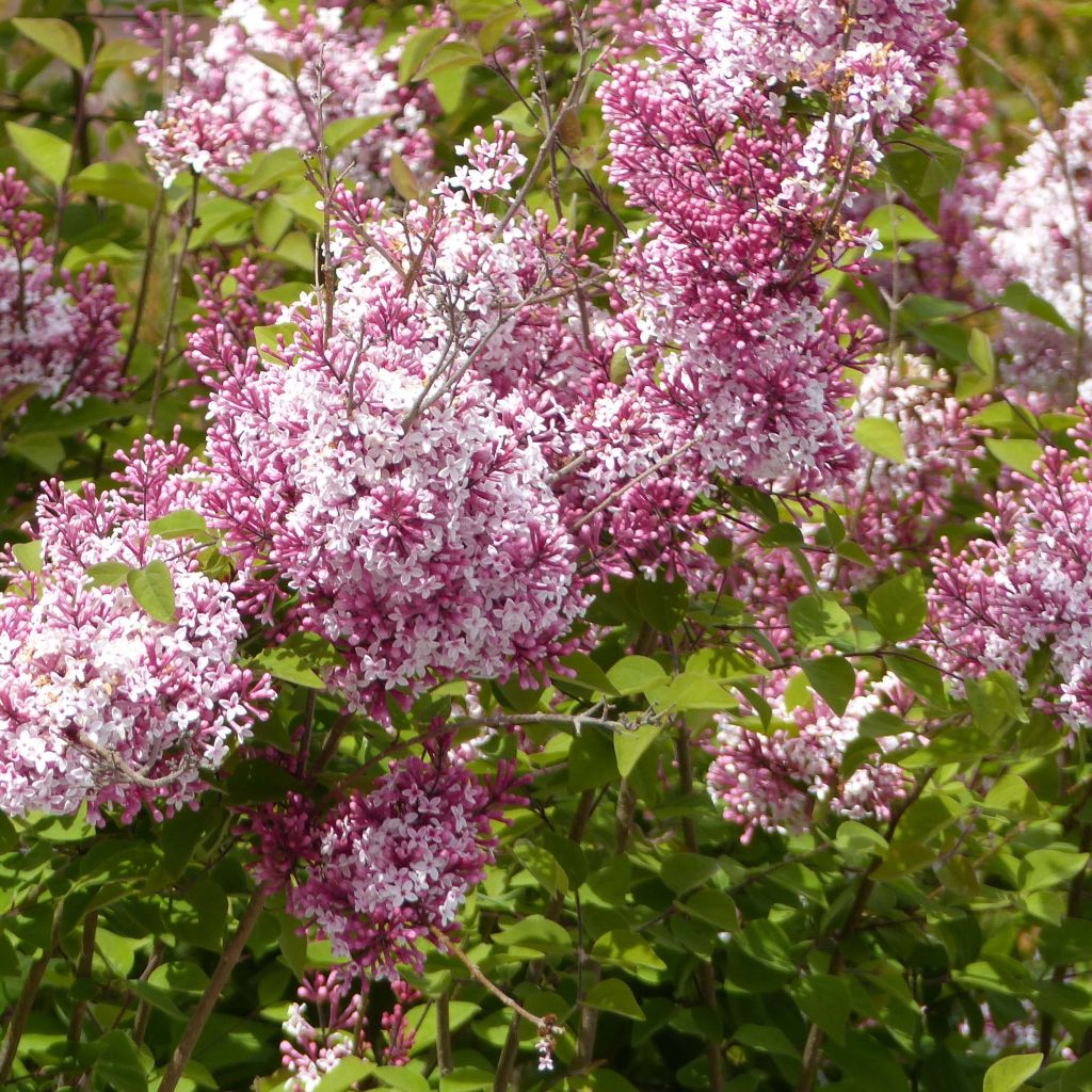 Lila Superba - Syringa microphylla