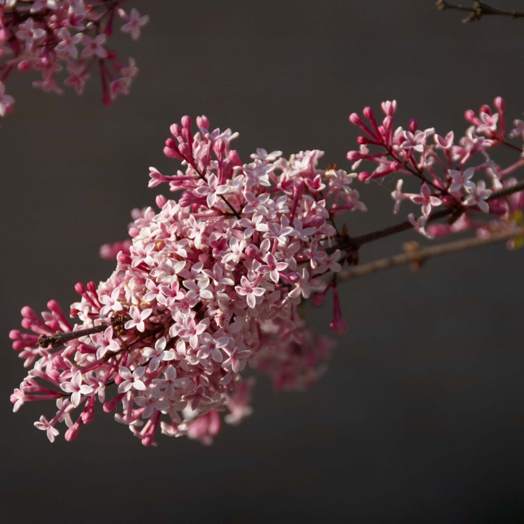 Lila Superba - Syringa microphylla