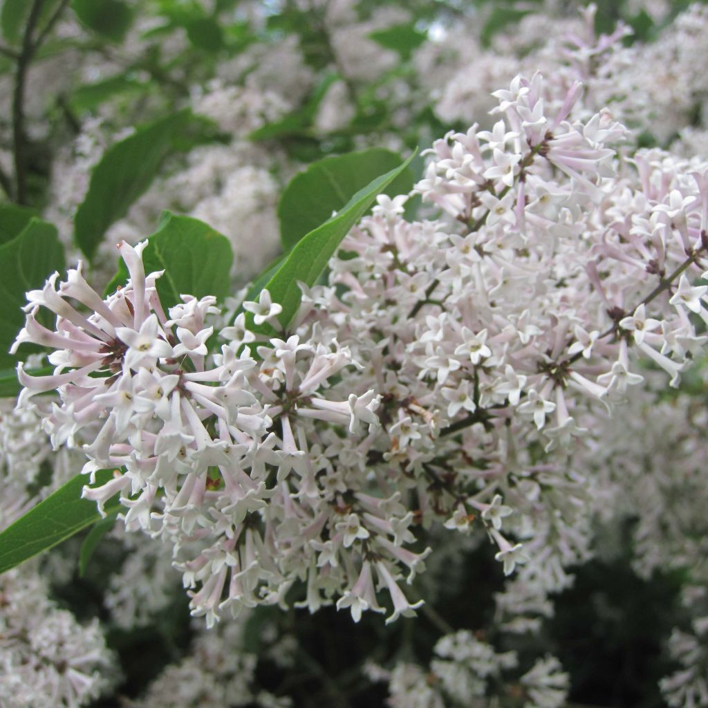 Lila Miss Kim - Syringa patula