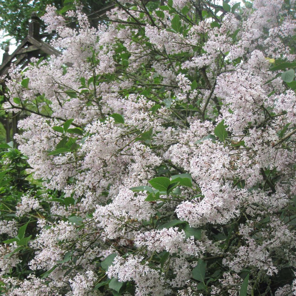 Lila Miss Kim - Syringa patula