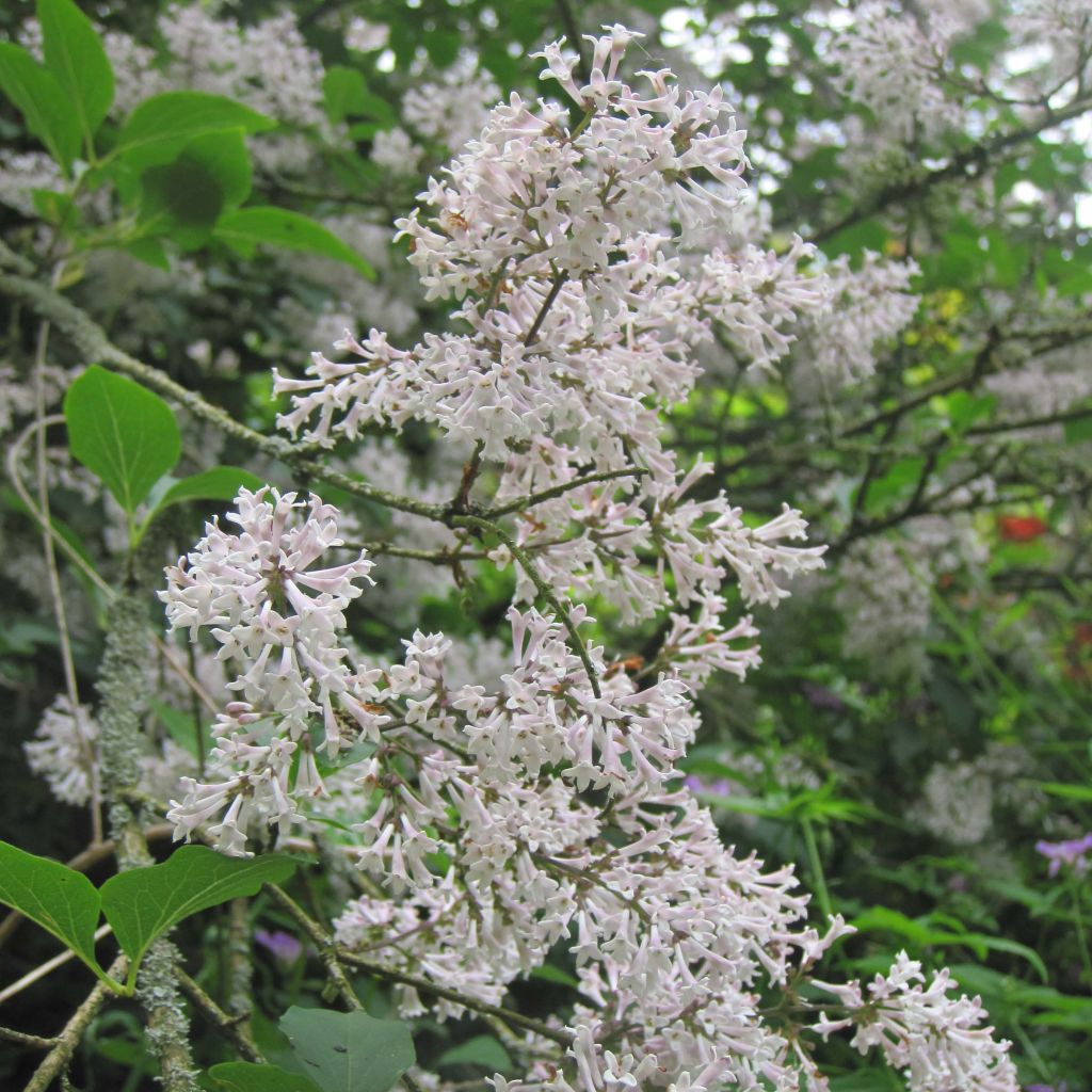 Lila Miss Kim - Syringa patula