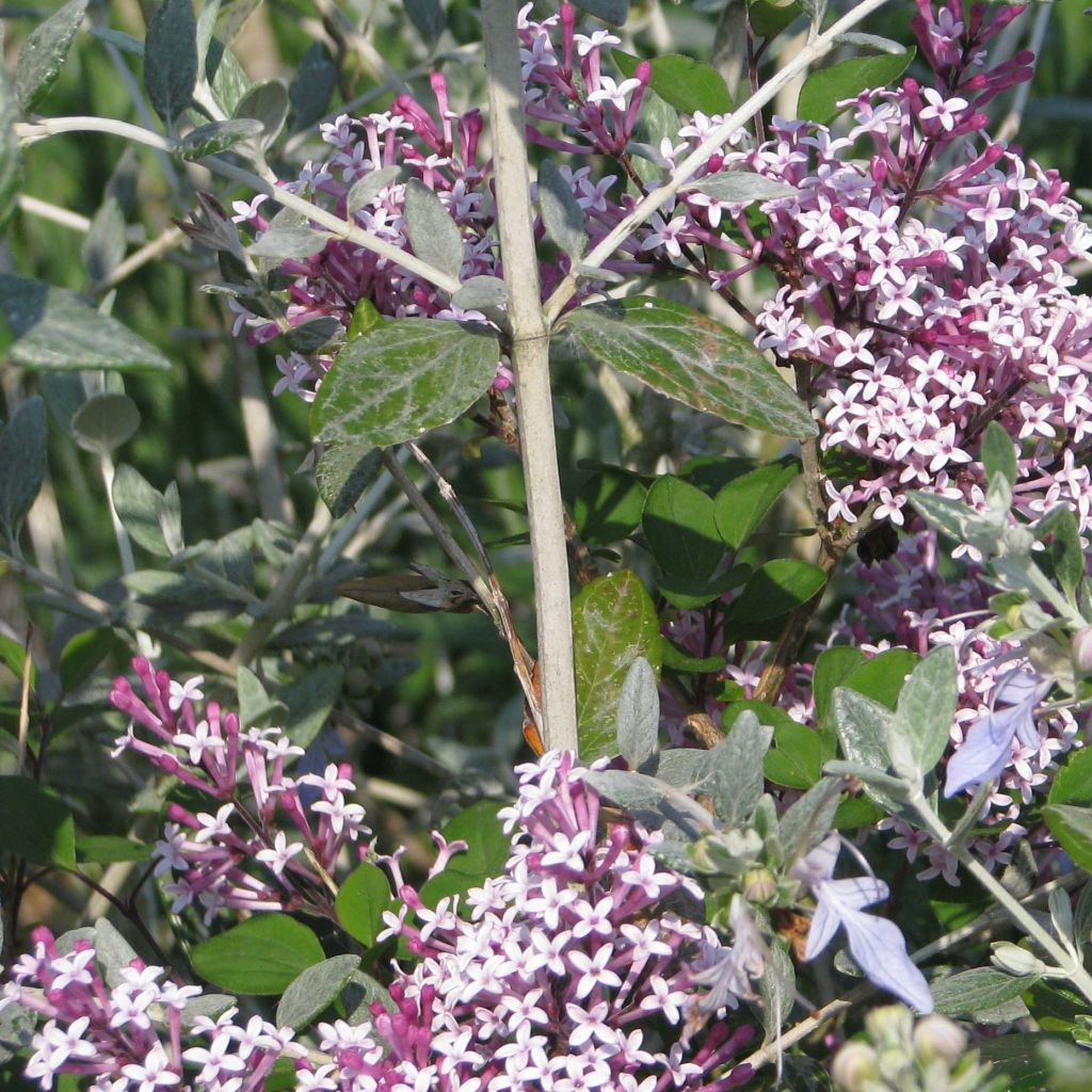 Lila Red Pixie - Syringa microphylla