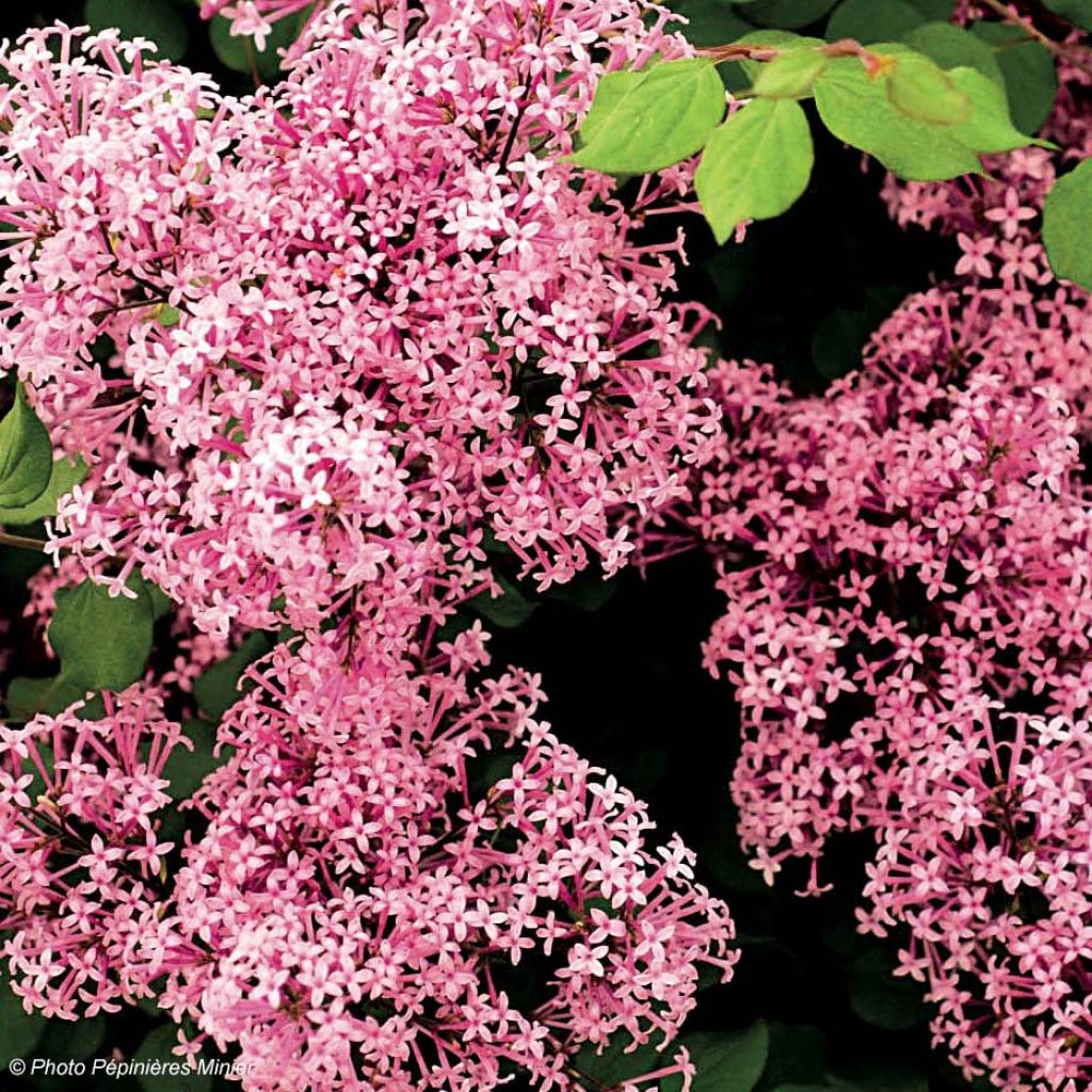 Lila Red Pixie - Syringa microphylla